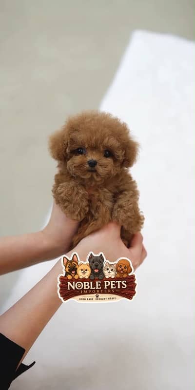 French toy poodle pedigree with international passport puppies here
