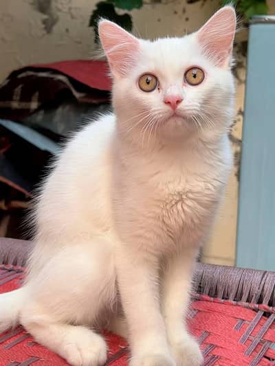 Persian Kitten Pair for Sale – Male & Female