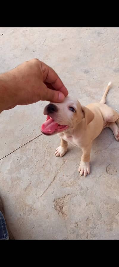 pitbull terrier female pup
