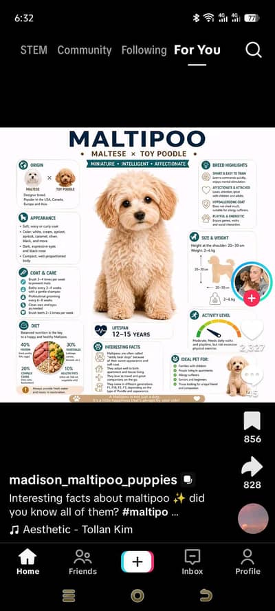 MALTIPOO