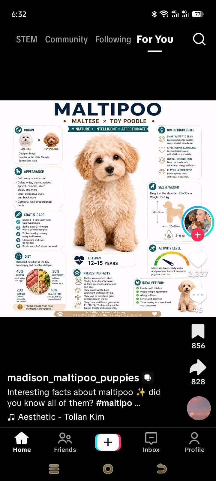 MALTIPOO 0