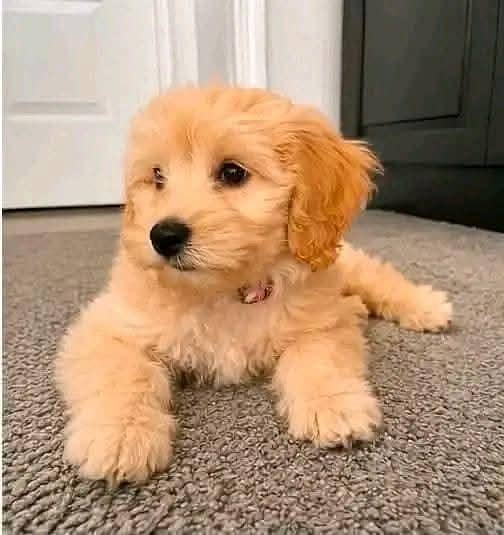 MALTIPOO 1