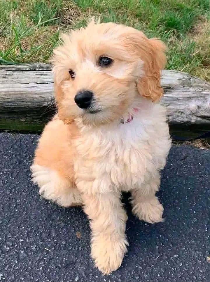 MALTIPOO 2