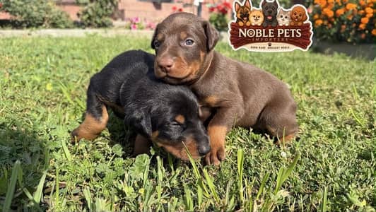European Doberman pedigree with international passport puppies here