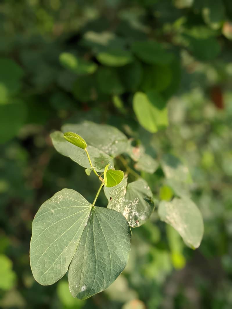 Google Pixel 3 7