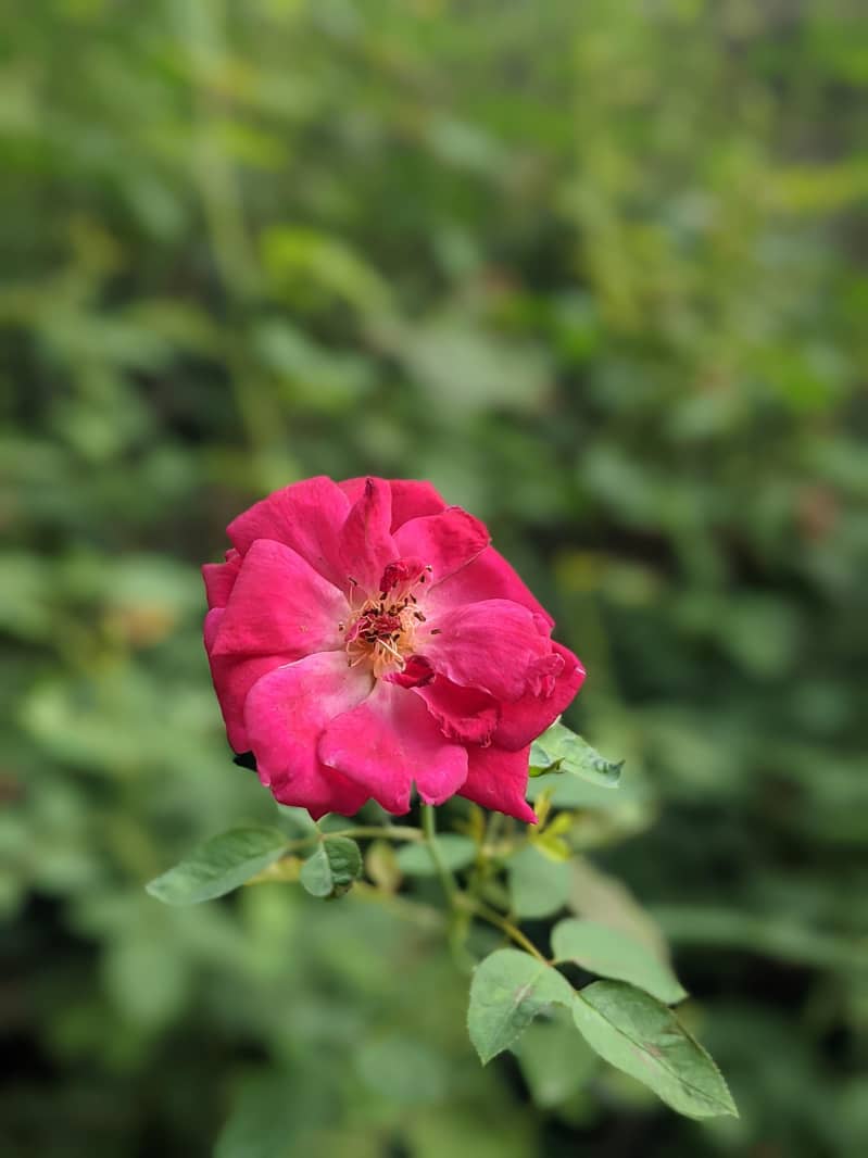 Google Pixel 3 8