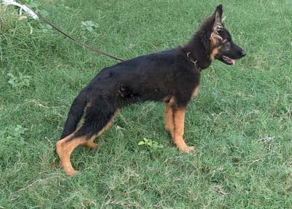 German sheperd female