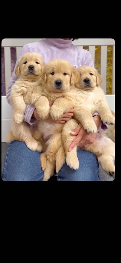 American golden retriever pedigree microchip puppies available here