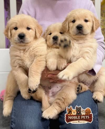 American golden retriever pedigree microchip puppies available here