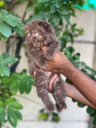 Imported Scottish Fold Kitten Available