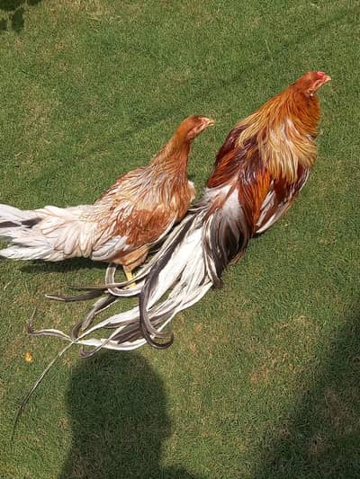 Yokohama Chicks | Fancy Hens & Home Birds | 2 Weeks Old | KJ Birds