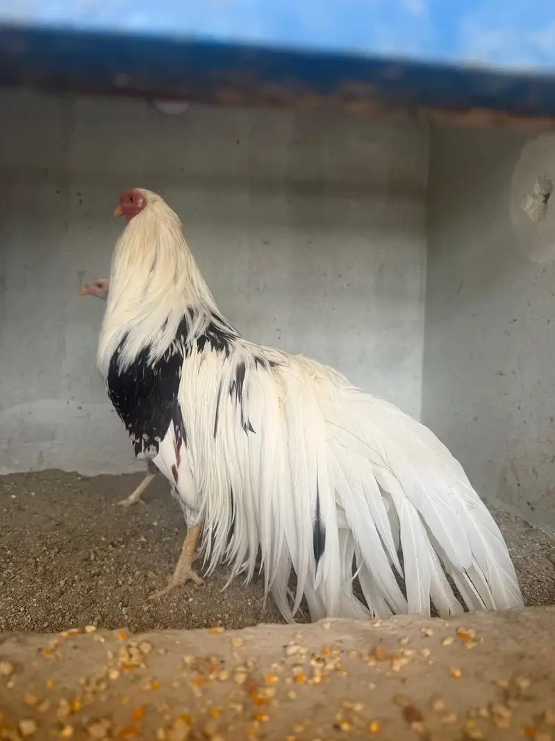 Yokohama Chicks | Fancy Hens & Home Birds | 2 Weeks Old | KJ Birds — photo 2