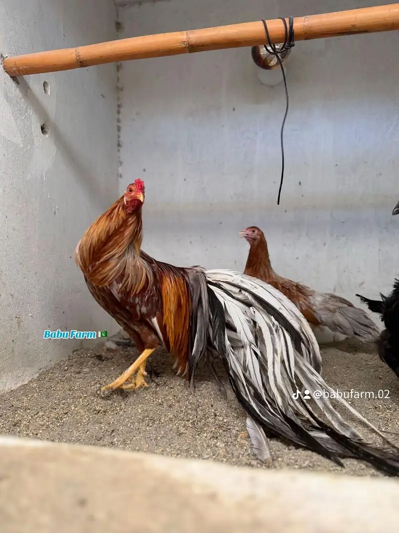 Yokohama Chicks | Fancy Hens & Home Birds | 2 Weeks Old | KJ Birds — photo 3
