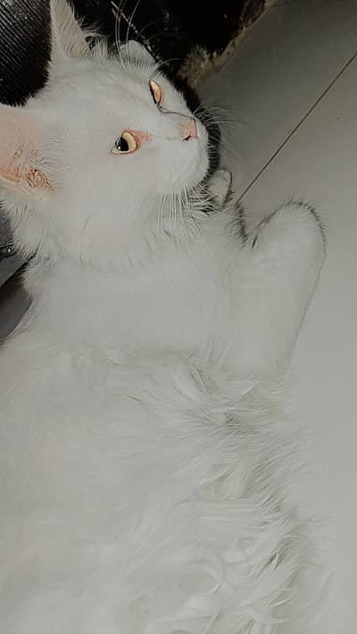 cat for sale