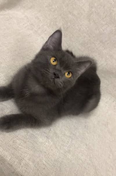 British Shorthair