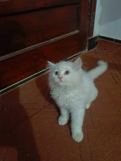 Persian cat
