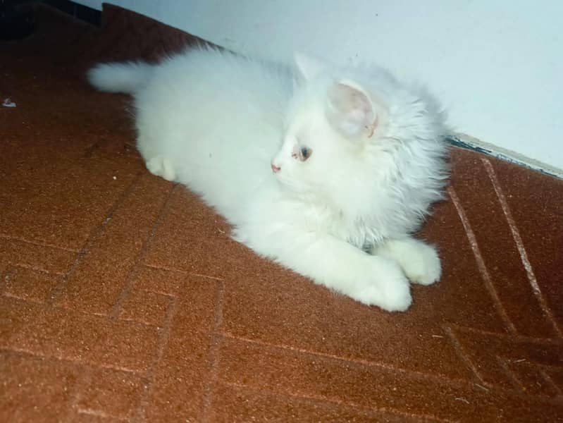 Persian cat 1