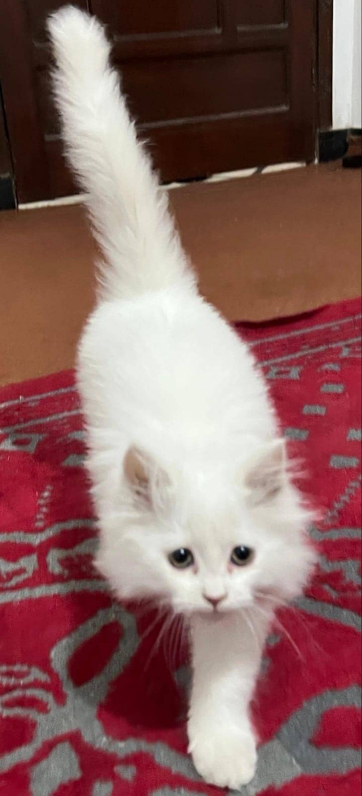 Persian cat 2