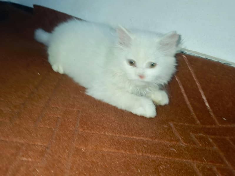 Persian cat 3