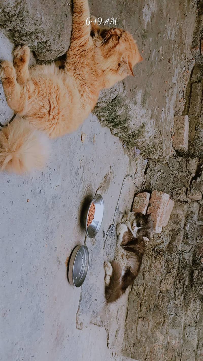 my self 3