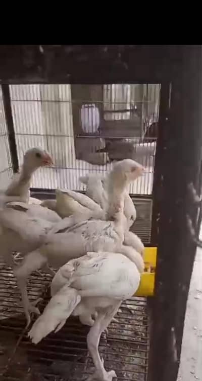 heera chiks