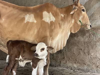 Braford Calf