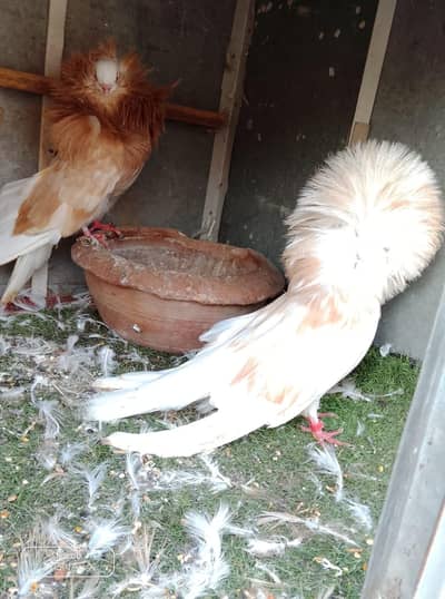 for sale
