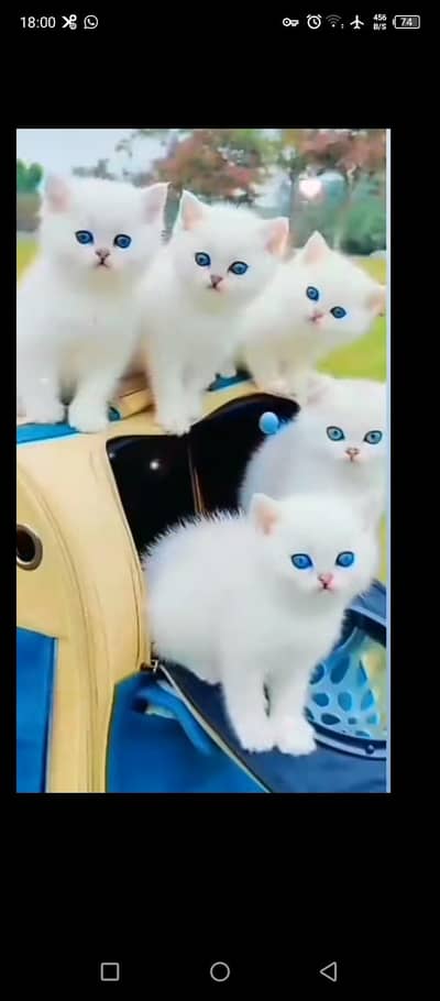 Cat | kittens | Persian | Male | Female | Pair |Wtsp me 0348+Ö163+Ö63
