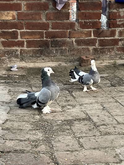 Lakay pigeon for sale