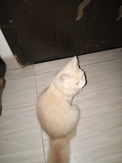 Persian cat