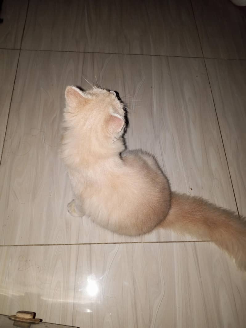 Persian cat 1