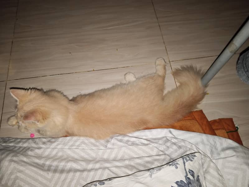 Persian cat 2