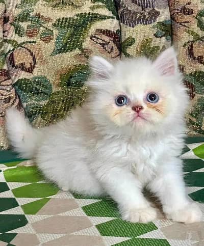 Cat | kittens | Persian | Male | Female | Pair |Wtsp me ö348 & Ö163Ö63