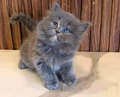 Cat | kittens | Persian | Male | Female | Pair |Wtsp me 0348Ö%163Ö63