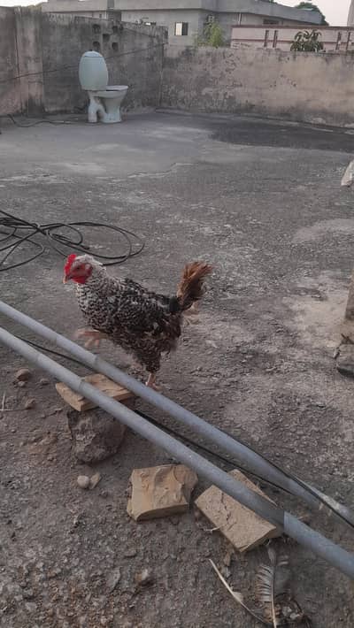 Misri egg laying 5 Hens with 2 males