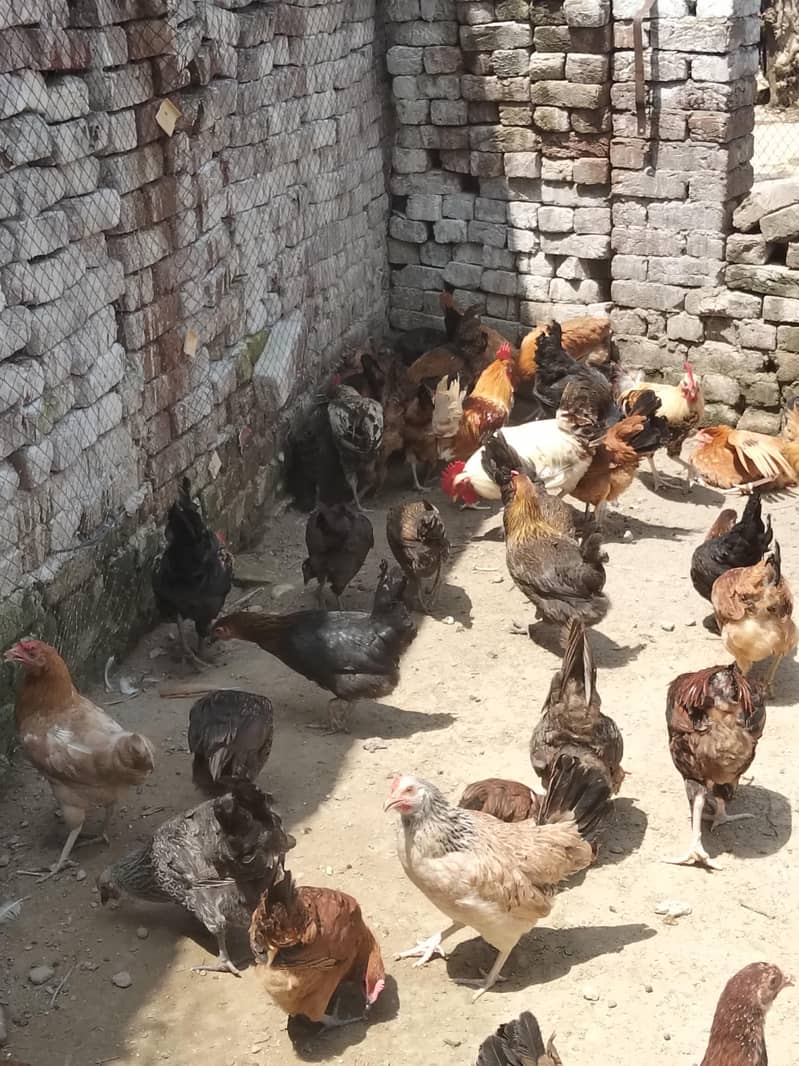 اسلام علیکم انڈے دینے والی دیسی مرغیاں دستیاب ہے جہلم میں ویکسین شدہ 2