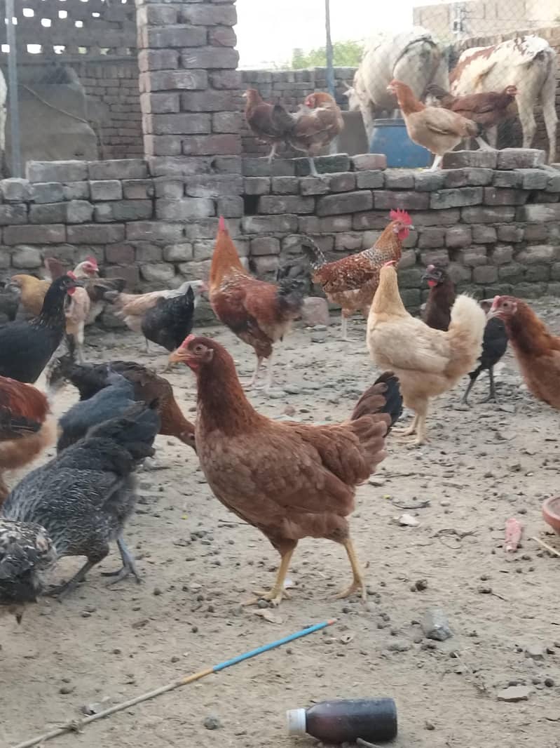 اسلام علیکم انڈے دینے والی دیسی مرغیاں دستیاب ہے جہلم میں ویکسین شدہ 3