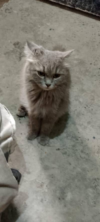 Persian cat female