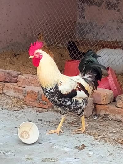 Desi Murgy (Rooster)