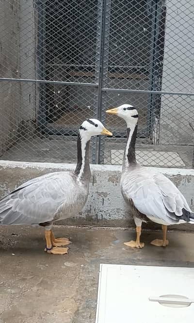 Bar Headed Goose