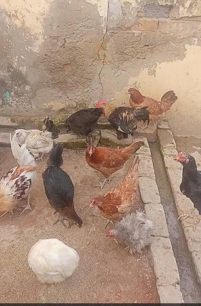 Desi hens eggs starter