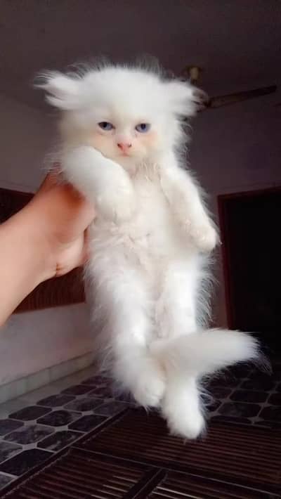 4 kitten for sale