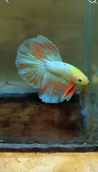 Green Eye Betta