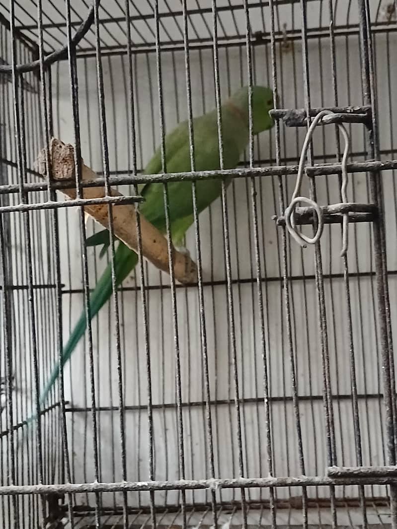 ringneck breeder pair 0