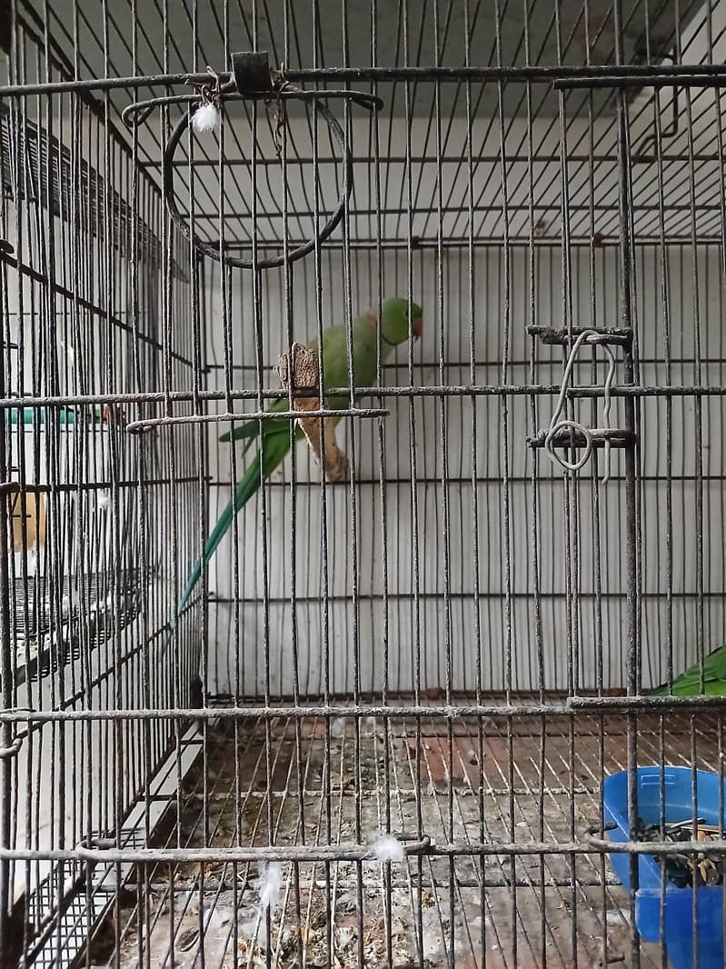 ringneck breeder pair 1