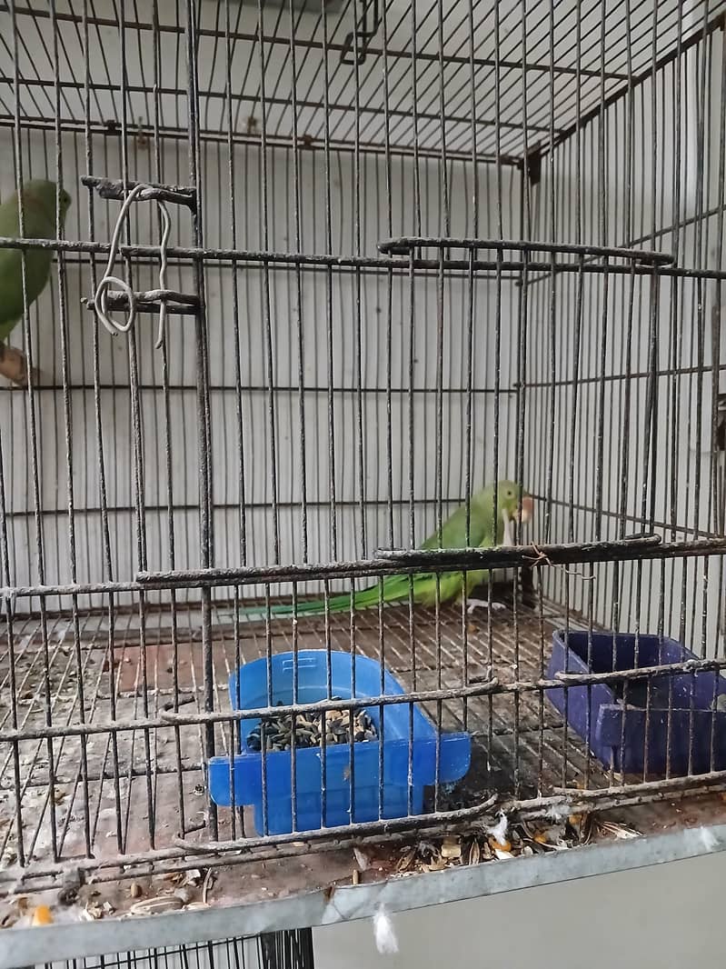 ringneck breeder pair 2