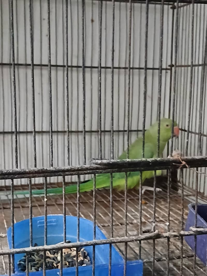ringneck breeder pair 3