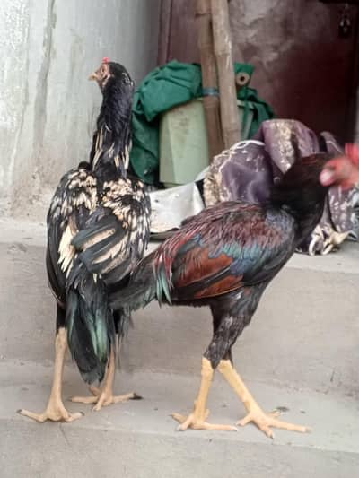 Two Cock One Hen