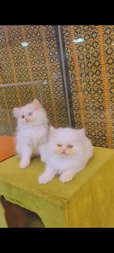 Persian cat for sale male or female vaccinated little train