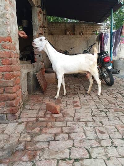 bakri Desi